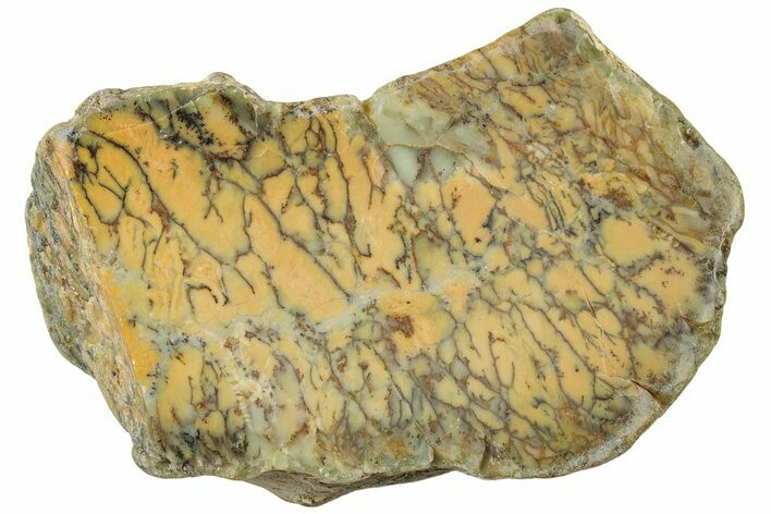 Polished Dendritic Opal - Australia #314657